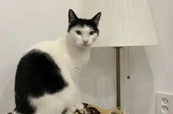 Потерянные животные , фото: Пропала кошка, ул. Токмаковых, Кореиз