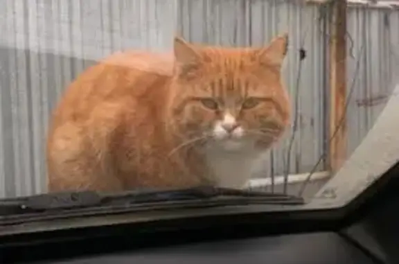 Пропала кошка на Силикатной улице, Лобня