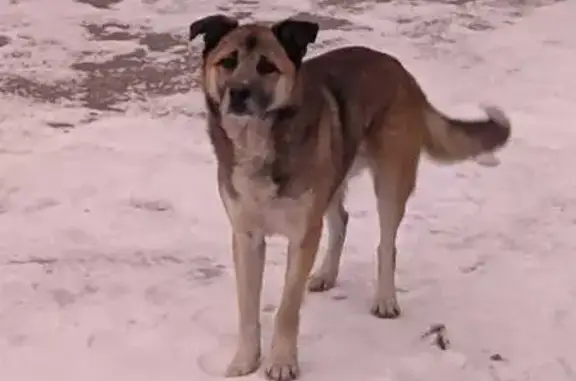 Найдена собака, Новосибирск, фото: Собака найдена: Яринская ул. 8, Новосибирск