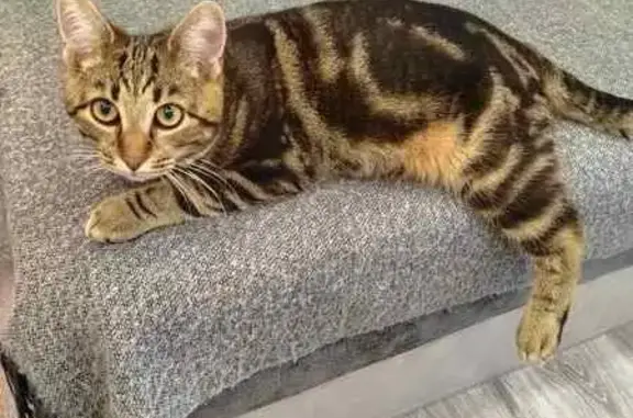 Кошки потеряшки, Минск, фото: Потеряшка кот, ул. Варвашени, 13 к1, Минск