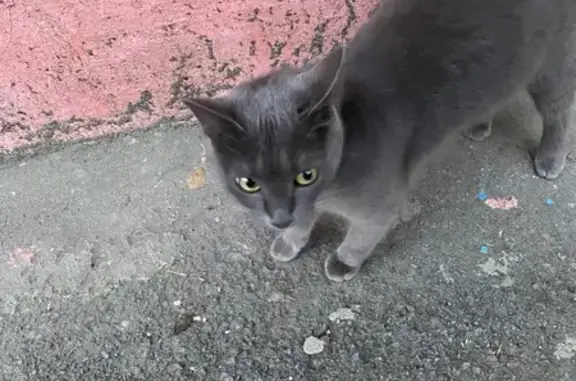 Найдена кошка, Ростовская область, фото: Кошка найдена: Ростов-на-Дону, обл.