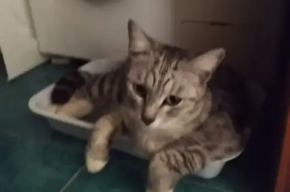 Пропала кошка, Солнечный б-р, 26 к6