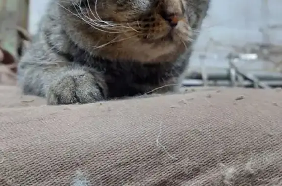 Найдена кошка, Республика Хакасия, фото: Кошка найдена на ул. Добровольского, Усть-Абакан