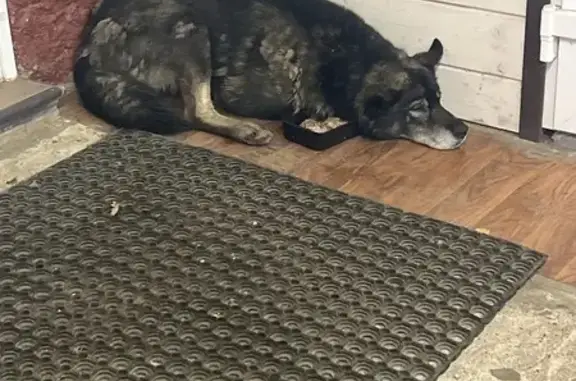 Найдена собака, Голицыно, фото: Собака найдена на Петровском шоссе, Голицыно