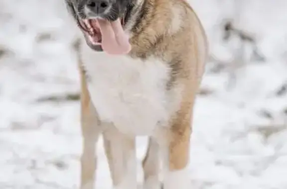 Найдена собака, Видное, фото: Щенок найден на Старонагорной, 20, Видное