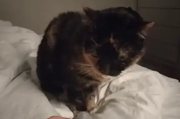 Кошки потеряшки, Санкт-Петербург, фото: Потеряшка кошка, Петергофское шоссе 21к3