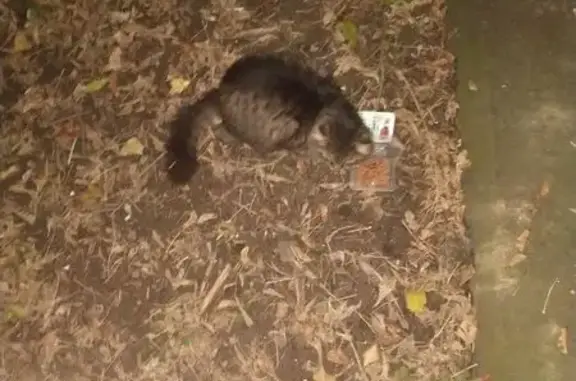 Кошка найдена: ул. Плеханова, Москва