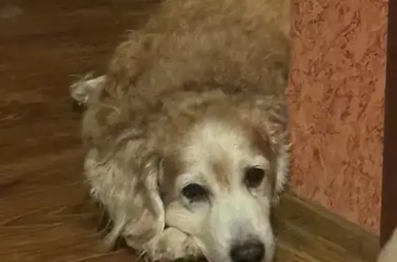 Собаки потеряшки, Хабаровск, фото: Потеряшка собака на ул. Тихоокеанская, 176