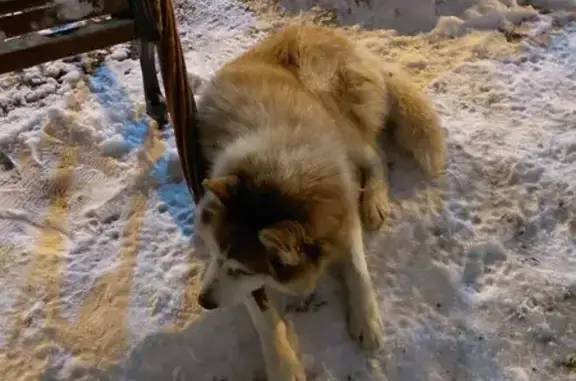 Найдена собака, Пушкин, фото: Хаски найдена: Петербургское шоссе, Пушкин