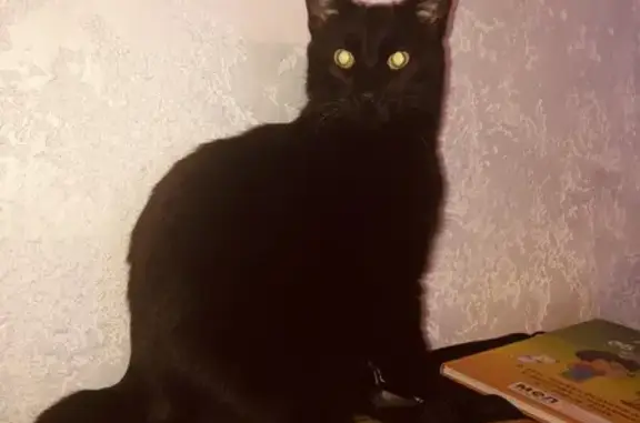 Пропала черная кошка, Нахичеванский, 54