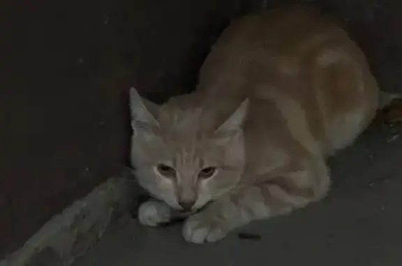 Найдена кошка, Краснодар, фото: Кошка найдена: Краснодар, Артюшкова 27