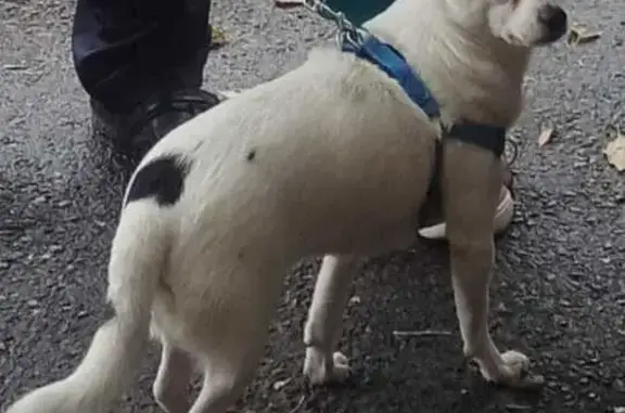 Собаки потеряшки, Волгоград, фото: Потеряшка собака на Жукова 157, Волгоград