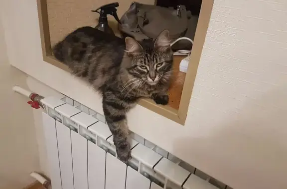 Пропала кошка, ул. Конституции СССР, Сочи