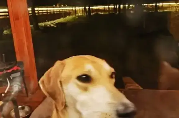 Найдена собака, Воронежская область, фото: Собака найдена: Воронеж, Сомово, Дубовка