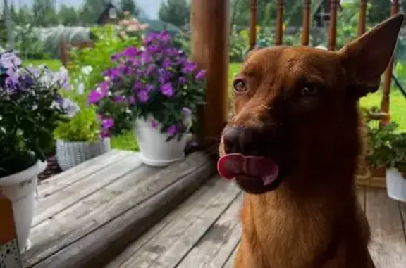 Пропала собака на ул. Ленина, Пермь
