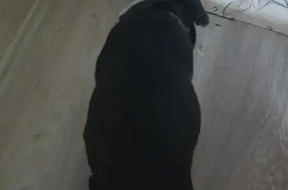 Найдена собака, Рузаевка, фото: Найдена собака, ул. Белинского, Рузаевка