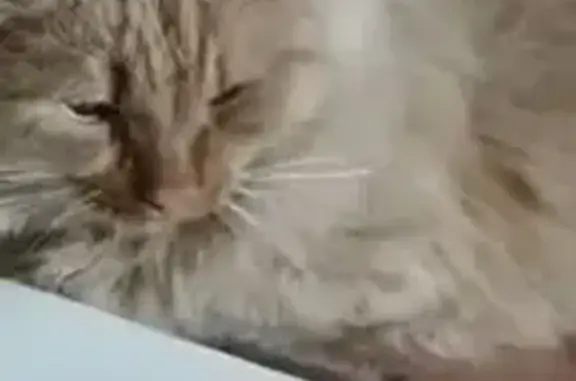 Найдена кошка, Томск, фото: Найдена рыжая кошка, Нахимова 20, Томск