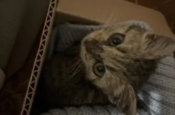 Найдена кошка, Малашевка, фото: Кошка найдена на ул. Н. Лапшова, Малашевка