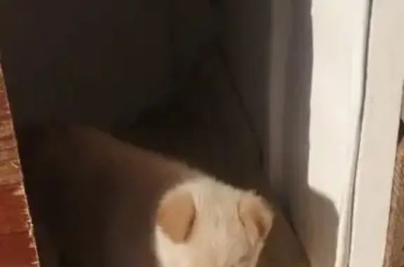 Пропала собака, Социалистическая 134, Сальск