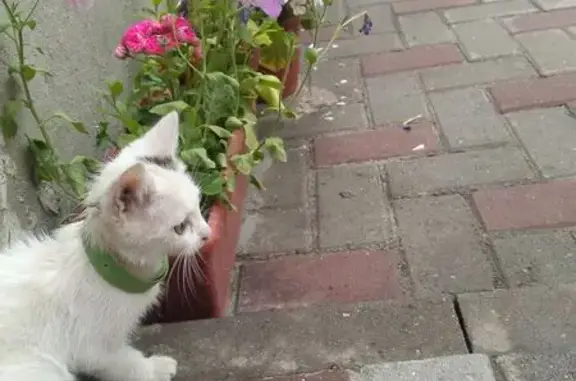 Пропала кошка, ул. Кабакова, Тула