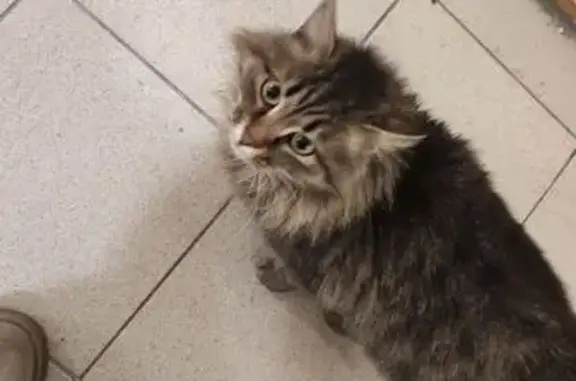 Найдена кошка, Иркутск, фото: Кошка найдена: Братская ул., 7/11, Иркутск