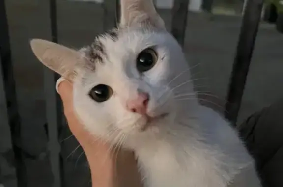 Пропал белый котик, ул. Попова, 23, Сириус
