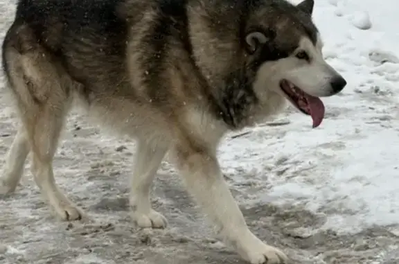 Собака найдена, ТГУ, Буяновский пер. 18А
