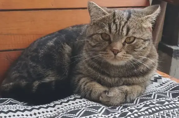 Пропала кошка, Пронская ул. 36, Рязань