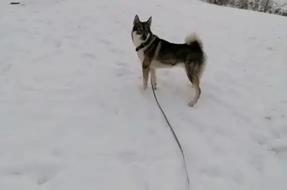 Собаки потеряшки, Надым, фото: Потеряшка собака, 8-й проезд, Надым