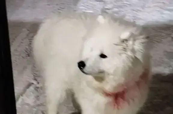 Найдена собака, Новосибирск, фото: Белый самоед найден: Промышленная 20, Нск