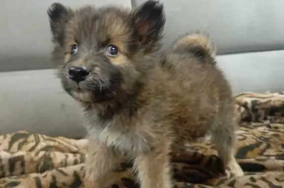 Собаки потеряшки, Свердловская область, фото: Потеряшка собака в Большом Истоке, Екатеринбург