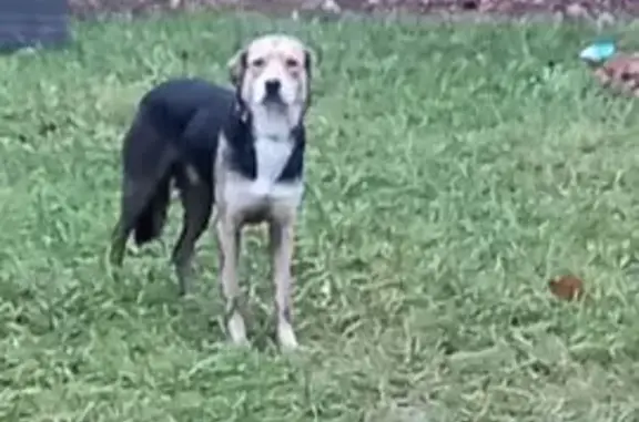 Найдена собака, Москва, фото: Собака найдена на Иловайской улице