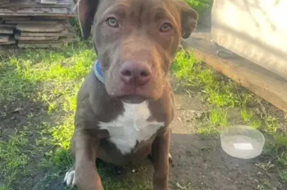 Найдена собака, , фото: Собака найдена: Яблоновский, Адыгея