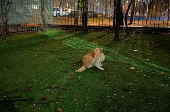 Найдена кошка, Москва, фото: Кошка найдена: Пр. проезд 2139А, Москва