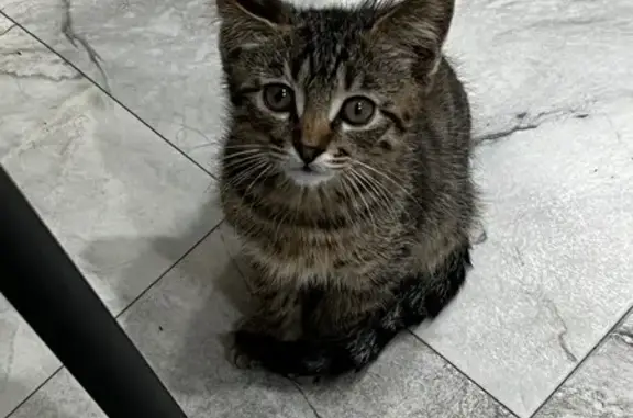 Пропала кошка, ул. Менделеева 77, Миллерово