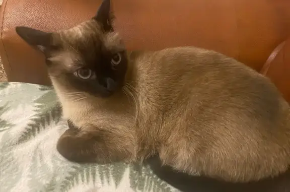 Пропала сиамская кошка, ул. Димитрова, Курск