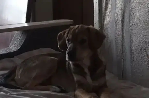 Собаки потеряшки, Барабинск, фото: Потеряшка собака, Островского 35, Барабинск