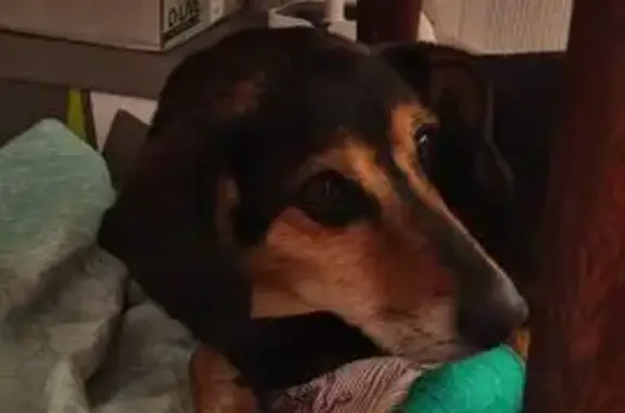 Найдена собака, Брест, фото: Собака найдена: Брест, ул. Брестских Дивизий, 35