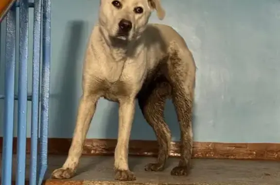 Найдена собака, Нижний Новгород, фото: Собака найдена на Дьяконова, 2, Н. Новгород