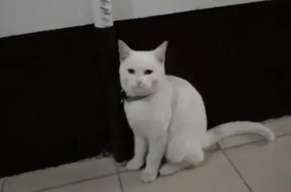 Найдена кошка, Краснодар, фото: Белый кот найден: Агрохимическая 110, Крдр