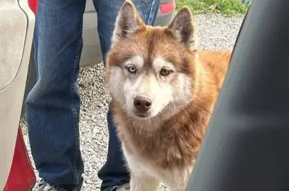 Найдена собака, Республика Крым, фото: Хаски найдена в поселке Bazarçıq, Крым