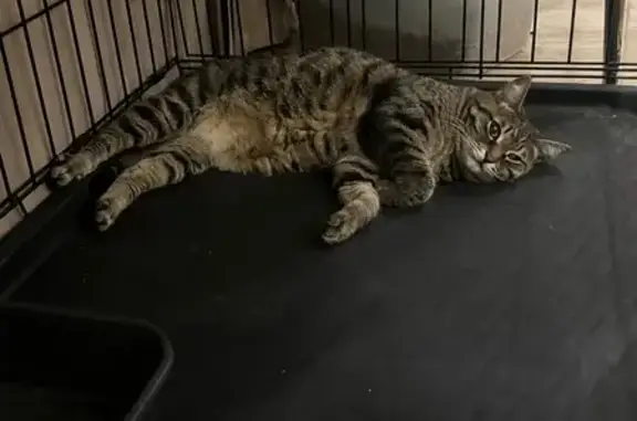 Найдена кошка, Тюмень, фото: Кошка найдена: ул. Энергетиков, 62, Тюмень