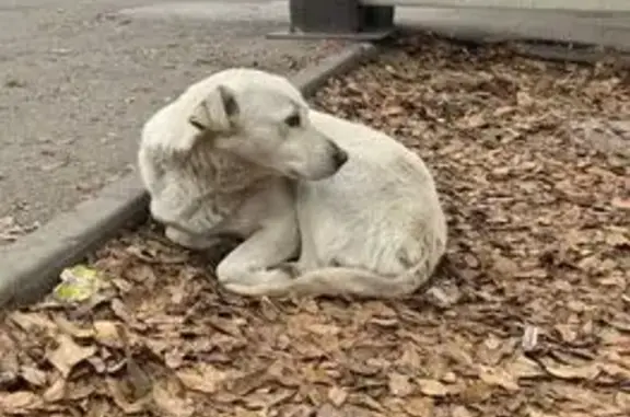 Пропала собака, 21-я линия, 5, Ростов-на-Дону