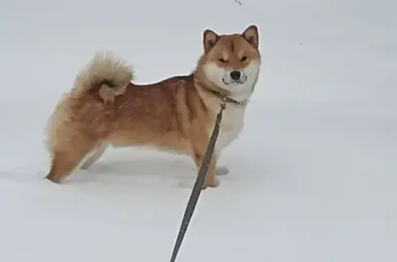 Собаки потеряшки, Московская область, фото: Потеряшка сиба ину в лесу Ивашково, МО