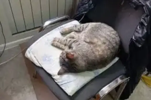 Пропала кошка, Таганрогская ул., Ростов-на-Дону