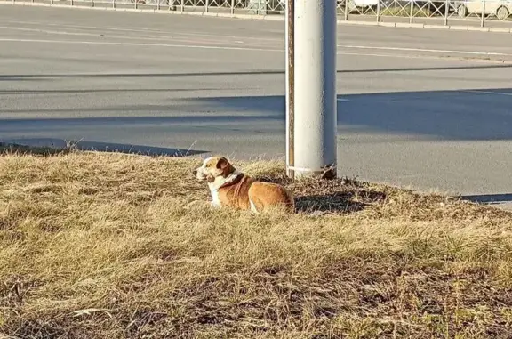 Найдена собака на улице Кирова, 1Б, Челябинск