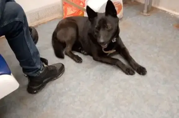 Собаки потеряшки, Реутов, фото: Потеряшка собака, Транспортная ул., Реутов