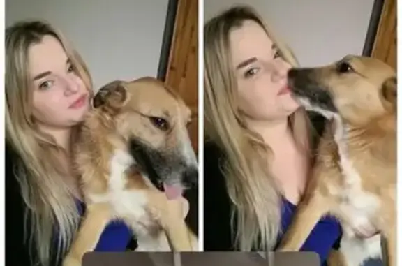 Пропала собака, ул. Евдокимова, Ростов-на-Дону