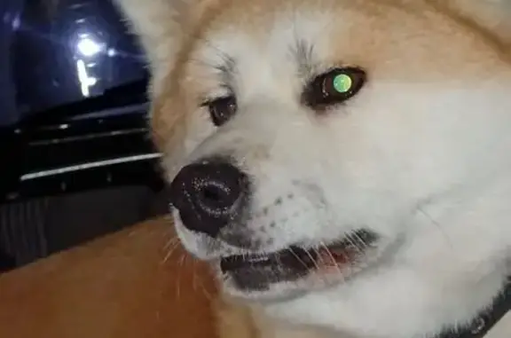 Собаки потеряшки, , фото: Потеряшка акита в Кратово, МО