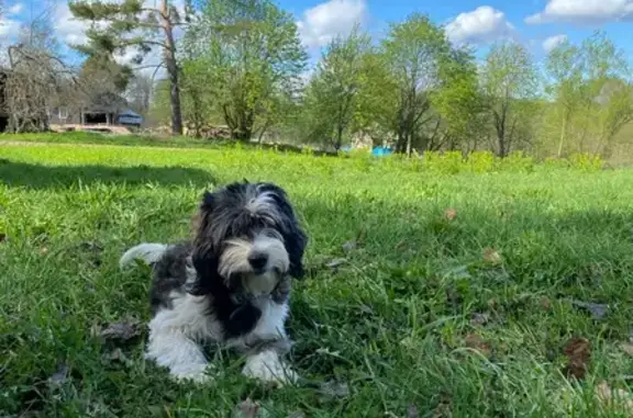 Пропала собака, Луговая 2, Удомля